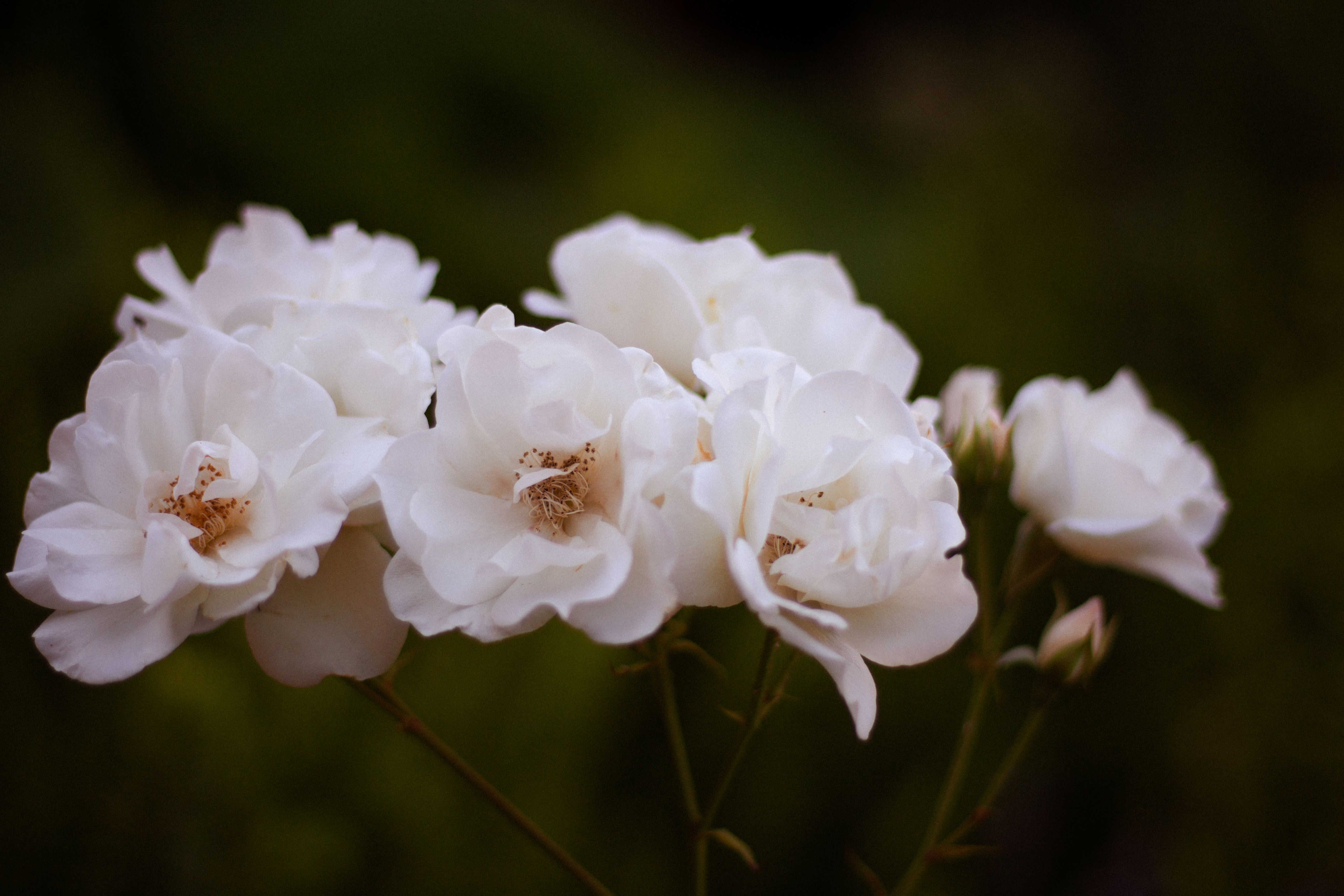 Close-up of Elegant White Roses in Bloom · Free Stock Photo