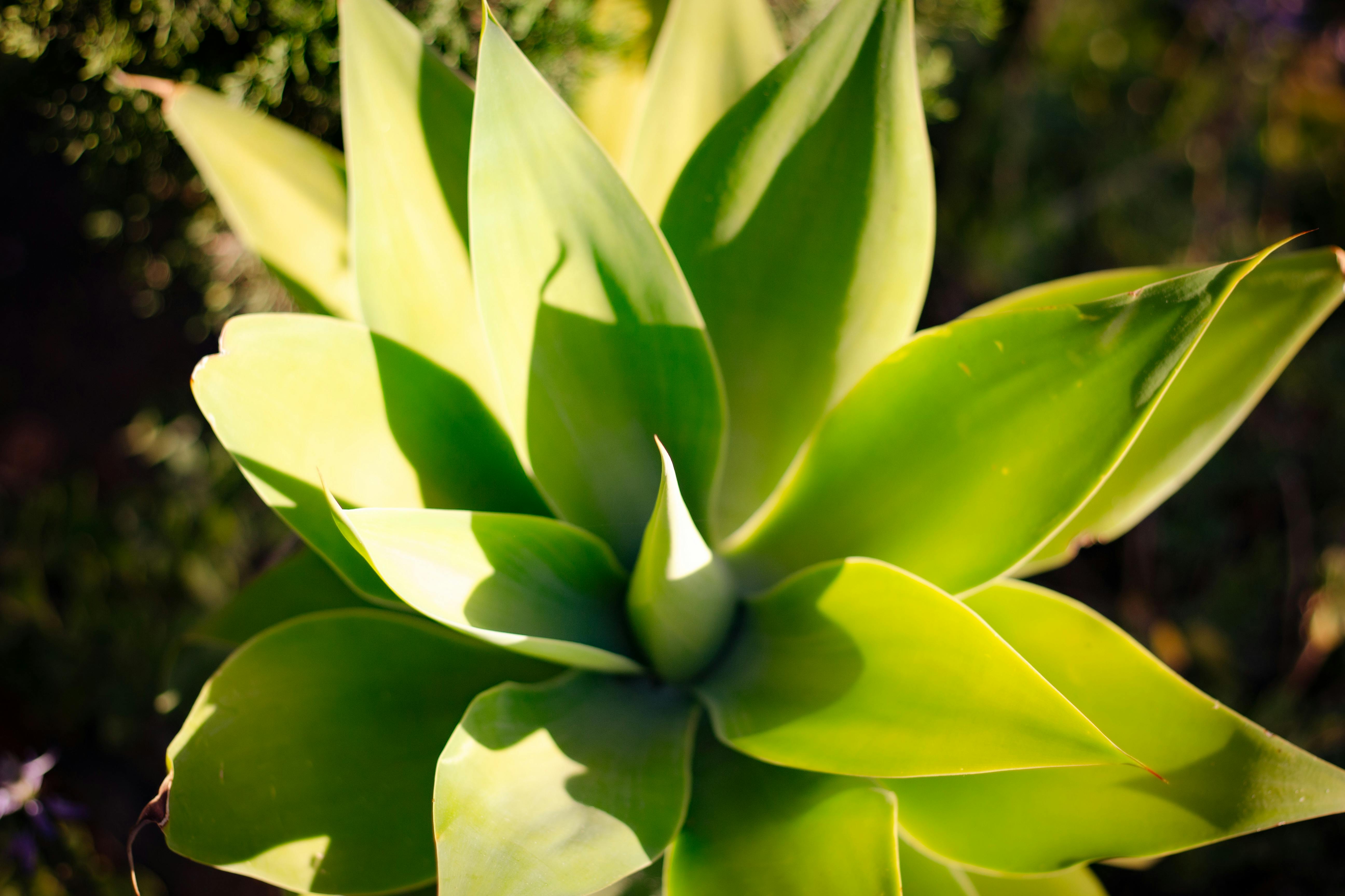 A vibrant close-up of an agave plant showing its bright green leaves, captured outdoors.