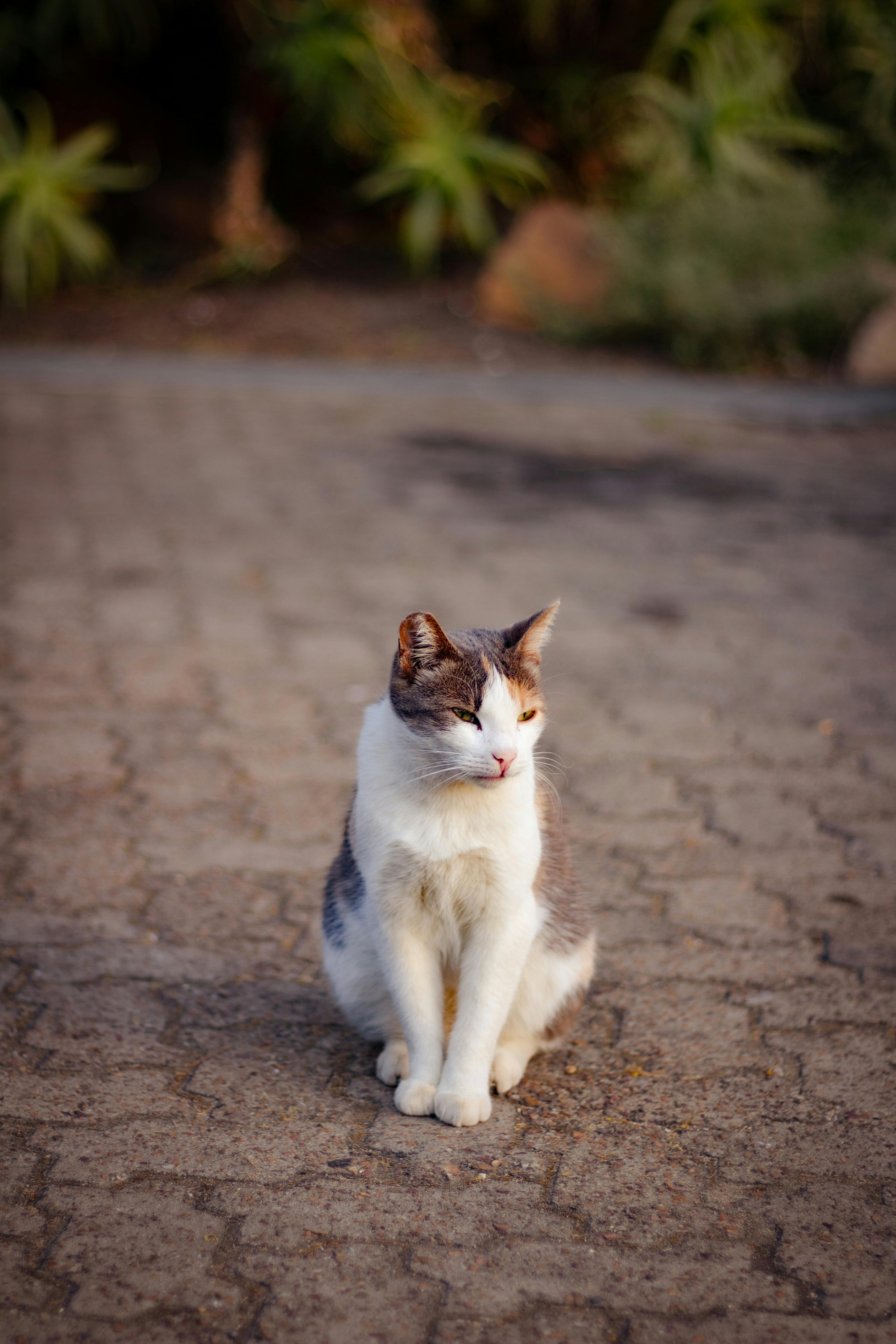 A serene cat sits peacefully on a sunlit cobblestone path surrounded by greenery.