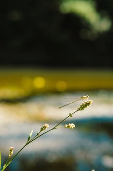 A dragonfly gracefully perched on a flower in a tranquil outdoor setting, capturing summer's essence in Aydın, Türkiye.