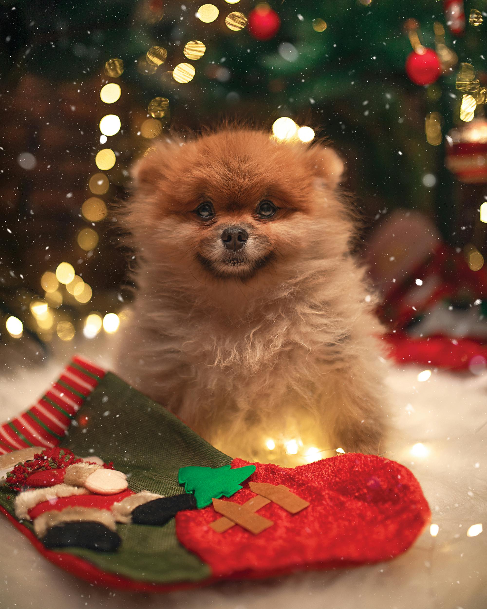 Holidays Cute Dog Christmas wallpaper  holidays  Wallpaper Better