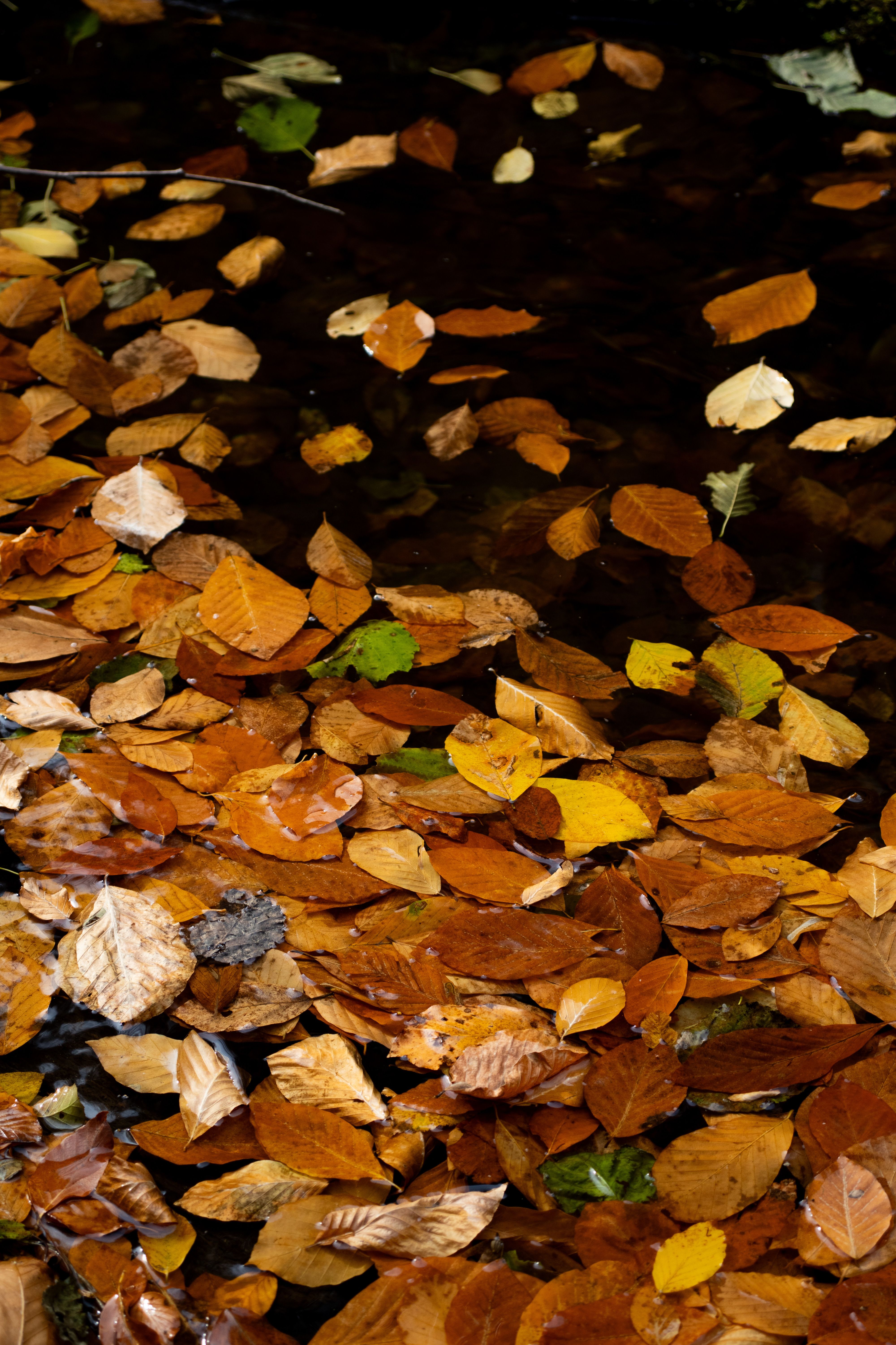 Autumn Leaves Floating on Rippling Water Surface · Free Stock Photo