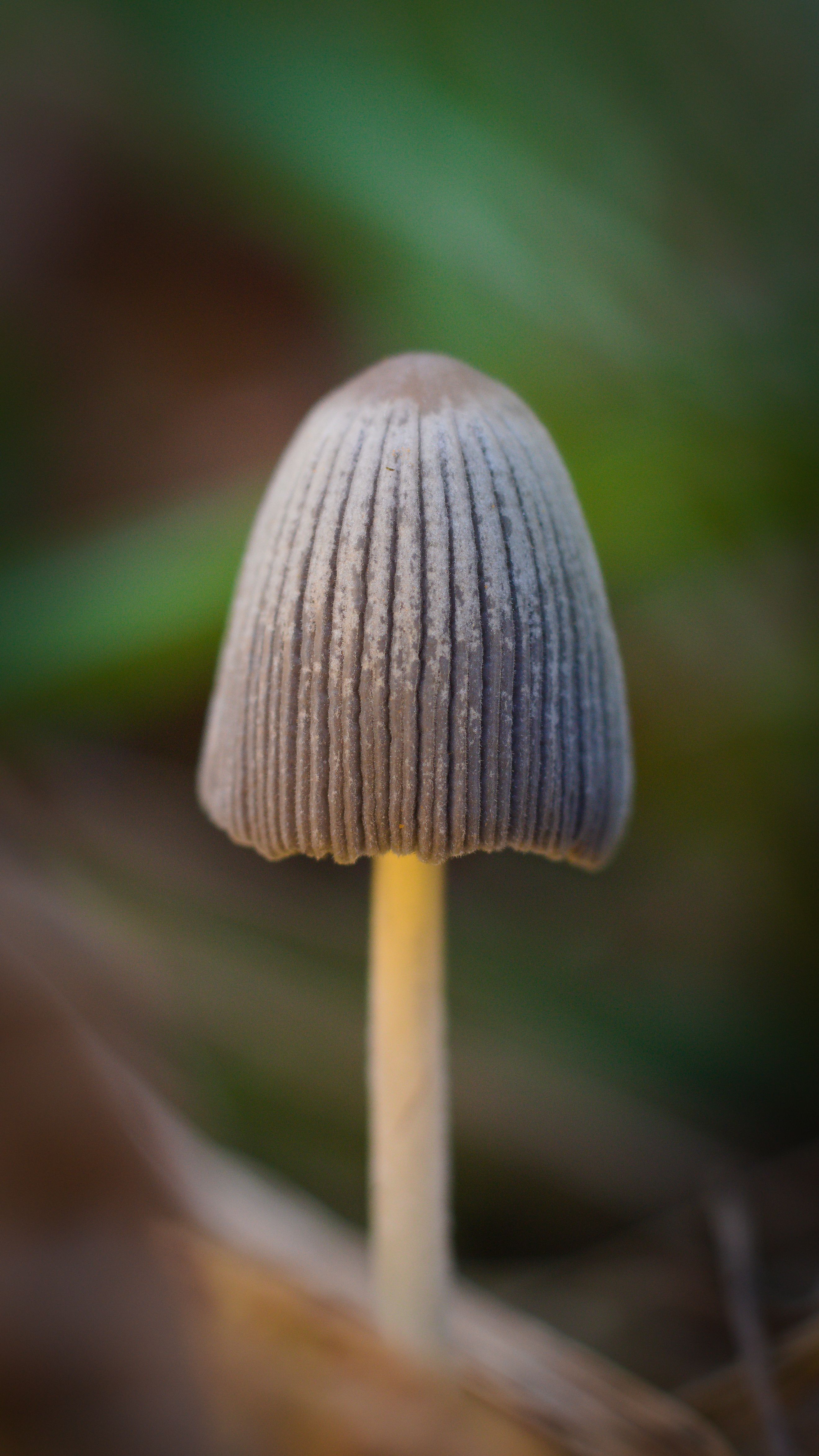 Detailed macro shot of a Coprinus mushroom in natural habitat, ideal for nature and botanical themes.