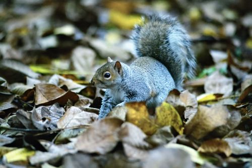 Free A gray squirrel searches for food amid fallen autumn leaves in a forest setting. Stock Photo