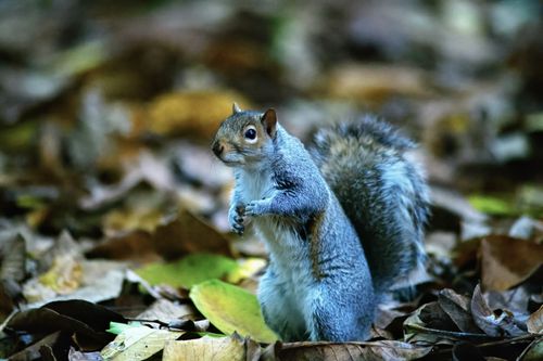 Free Close-up of a gray squirrel standing amidst vibrant autumn leaves outdoors. Stock Photo