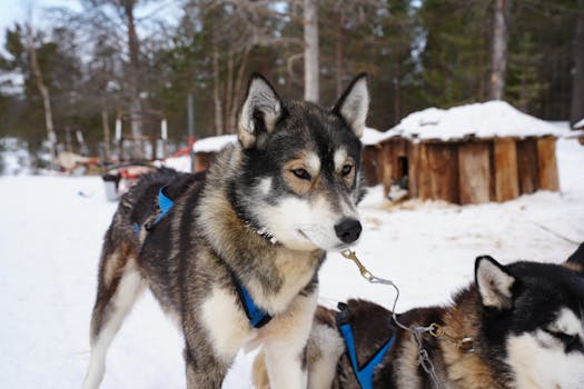 Sled dogs ready to mush in snowy Jukkasjärvi, Sweden.