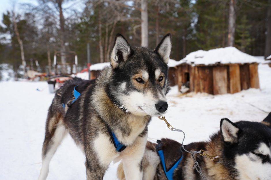 Brandine dog - brandine cani