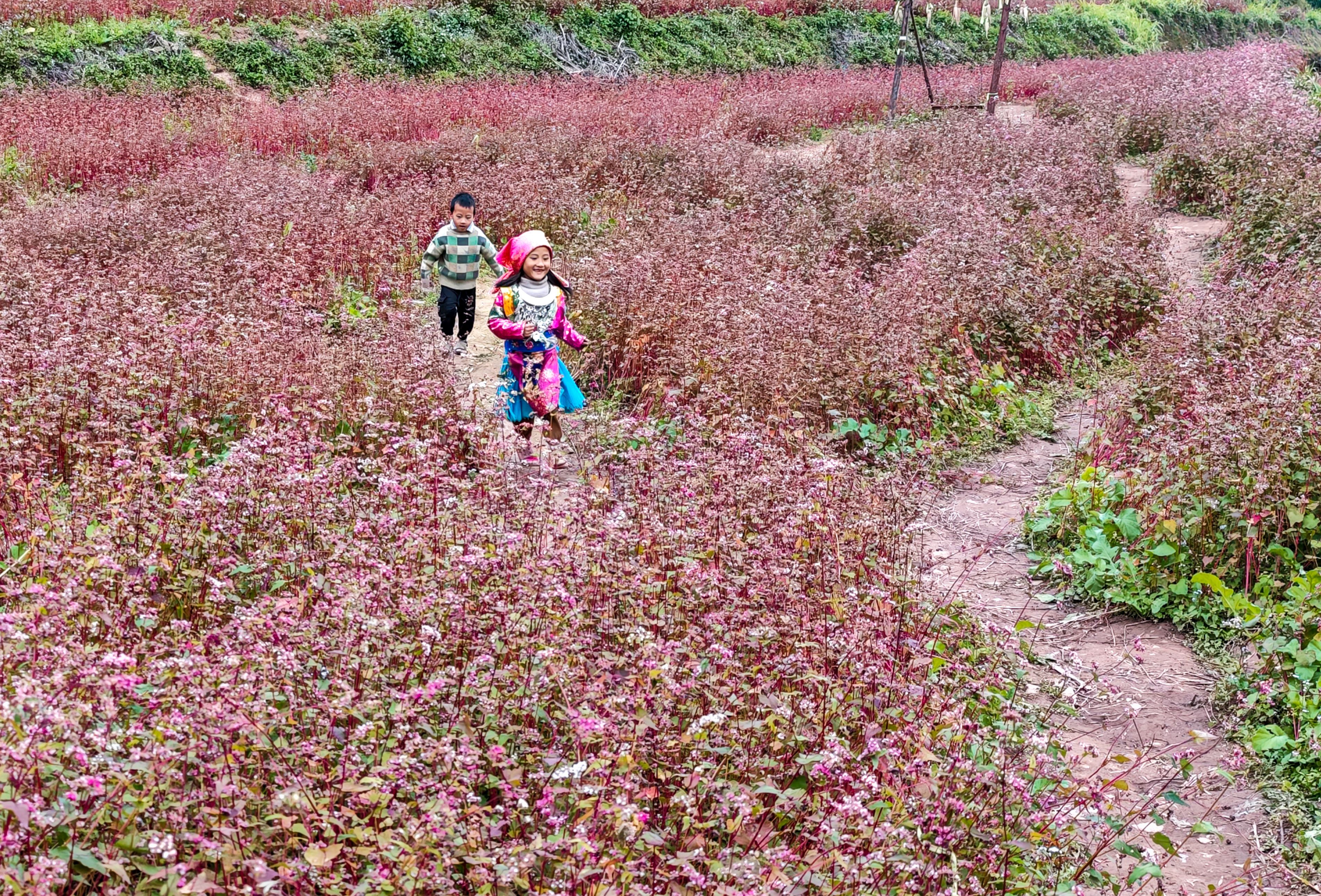 Children Playing in a Field of Pink Flowers · Free Stock Photo