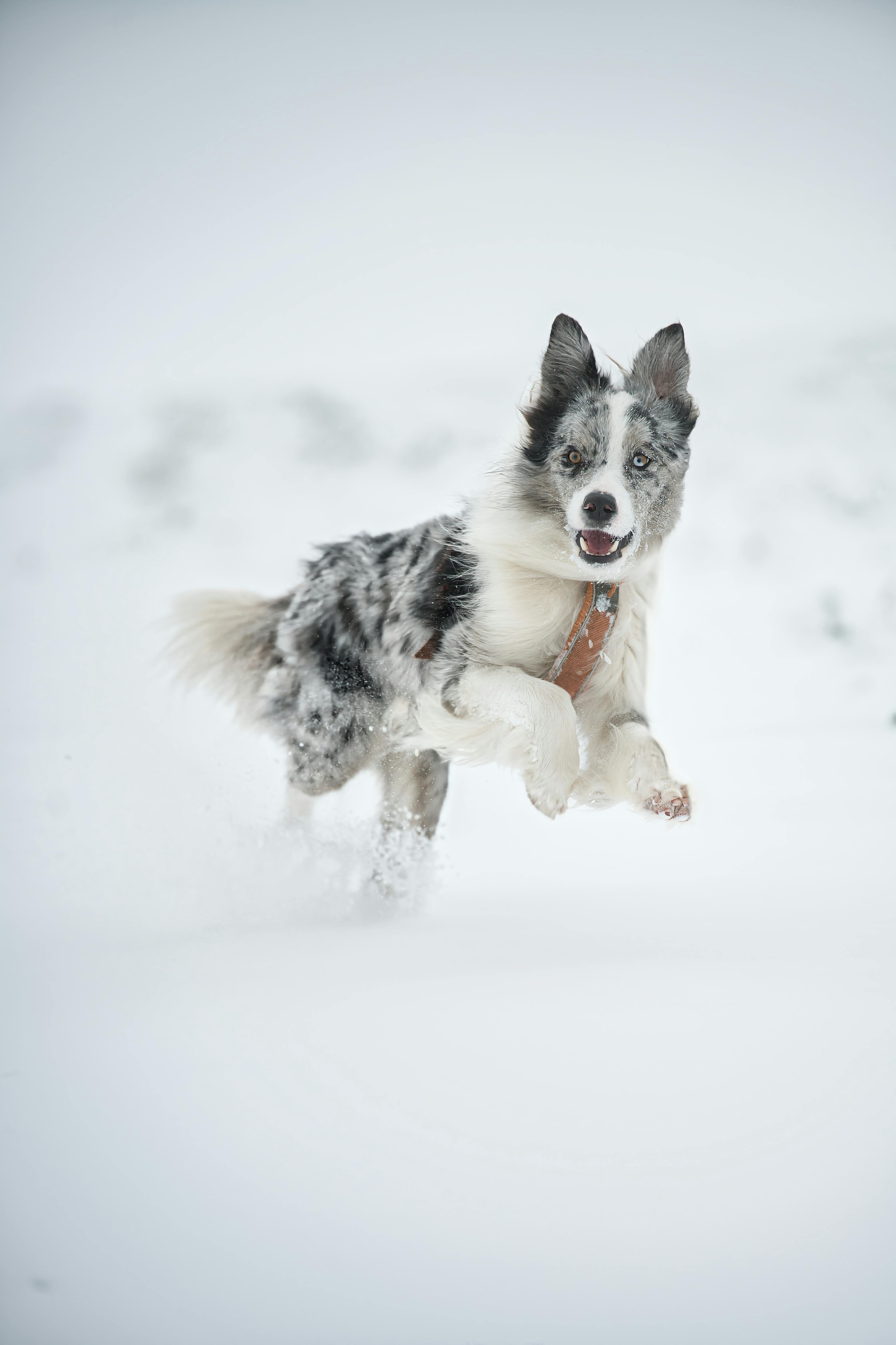 Border Collie dog joyfully running through the snow in Poprad, Slovakia.