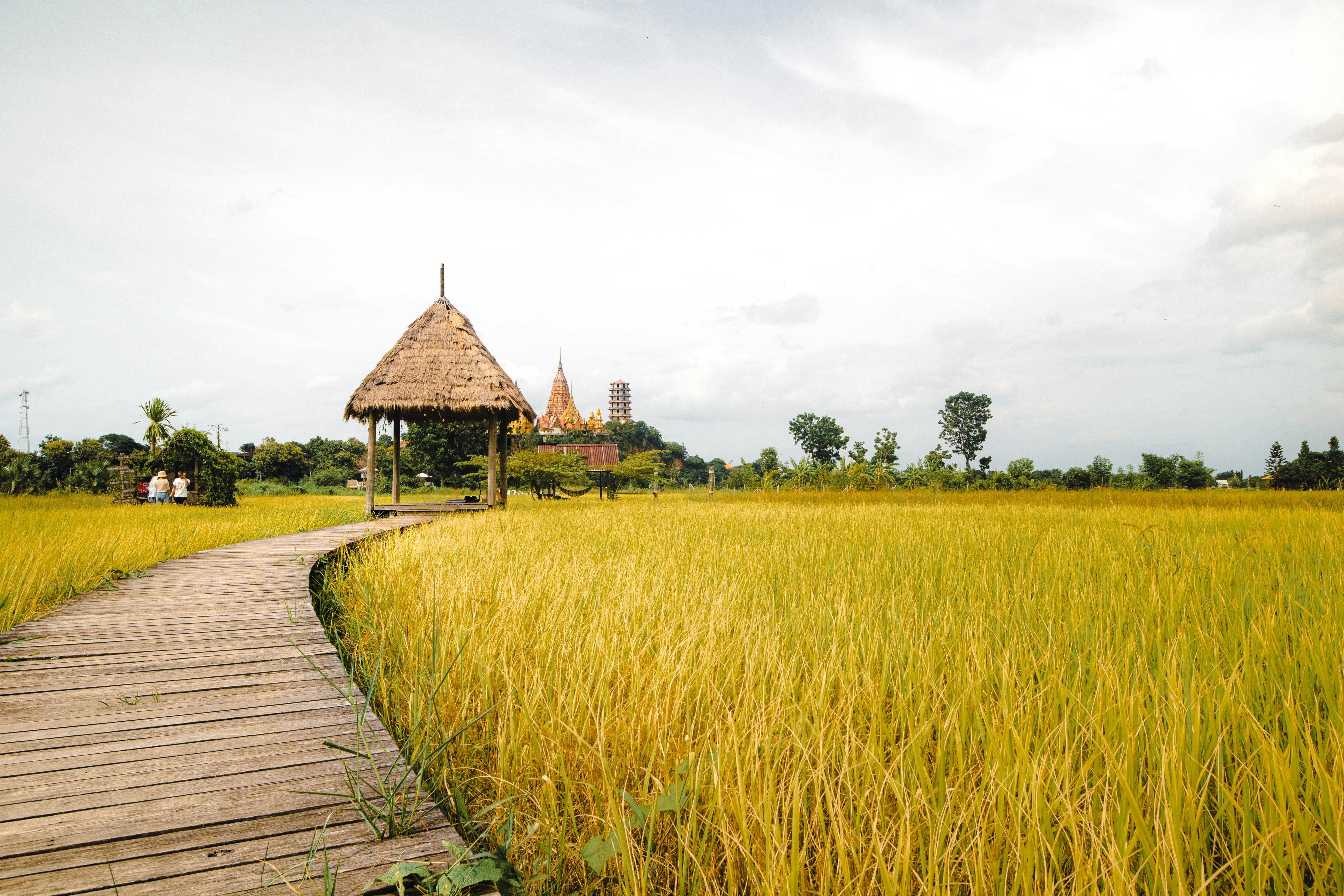A scenic pathway leads through lush golden rice fields to a distant temple, under a bright sky.