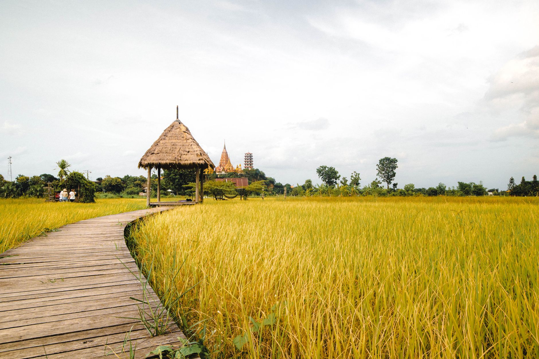 A scenic pathway leads through lush golden rice fields to a distant temple, under a bright sky.