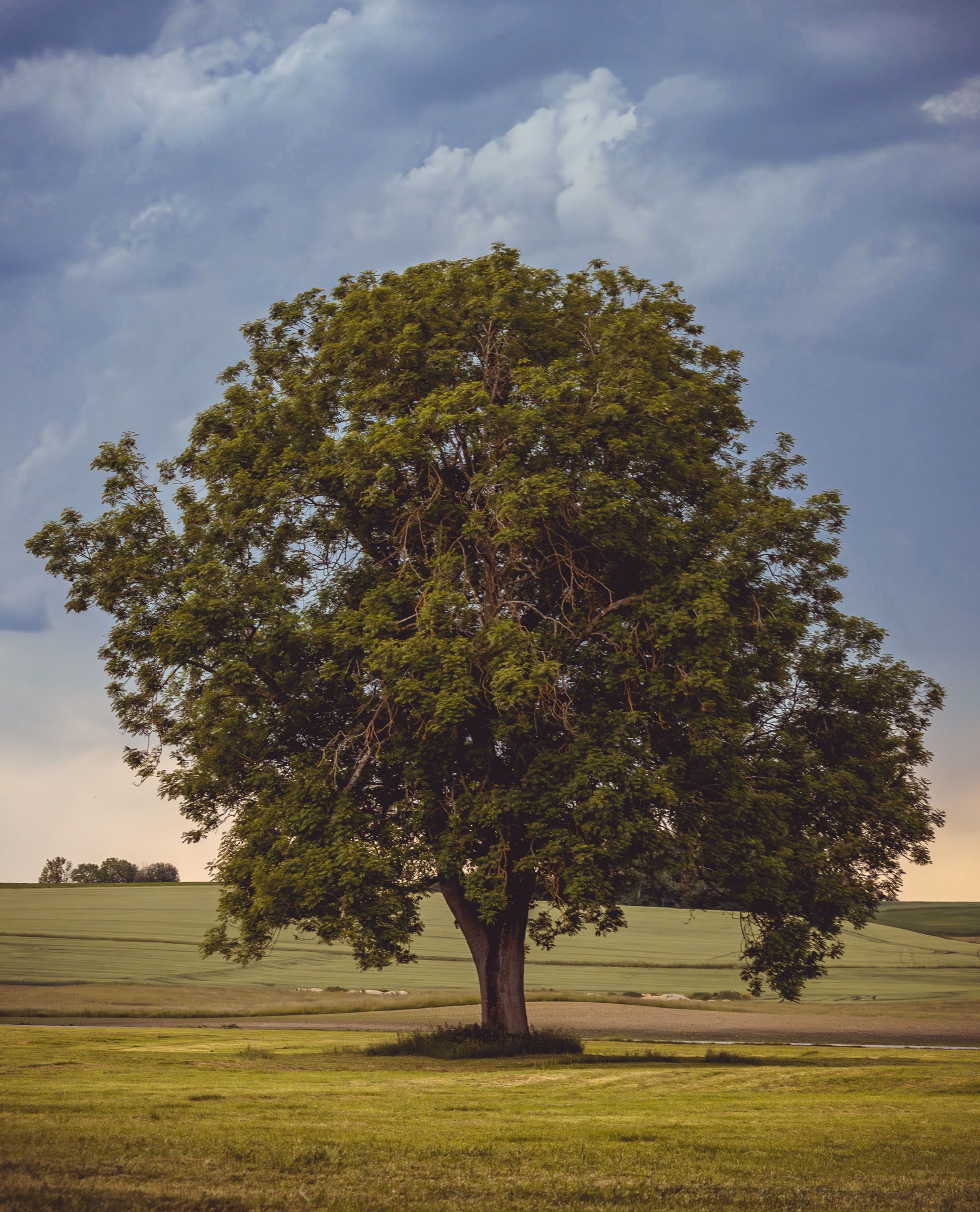 A Green Tree on Green Grass Field Under the Cloudy Sky · Free Stock Photo