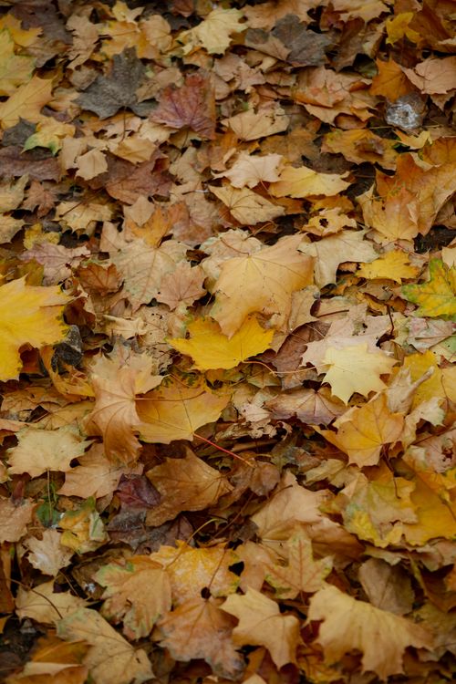Free A colorful collection of fallen autumn leaves creates a vibrant natural carpet in a forest setting. Stock Photo