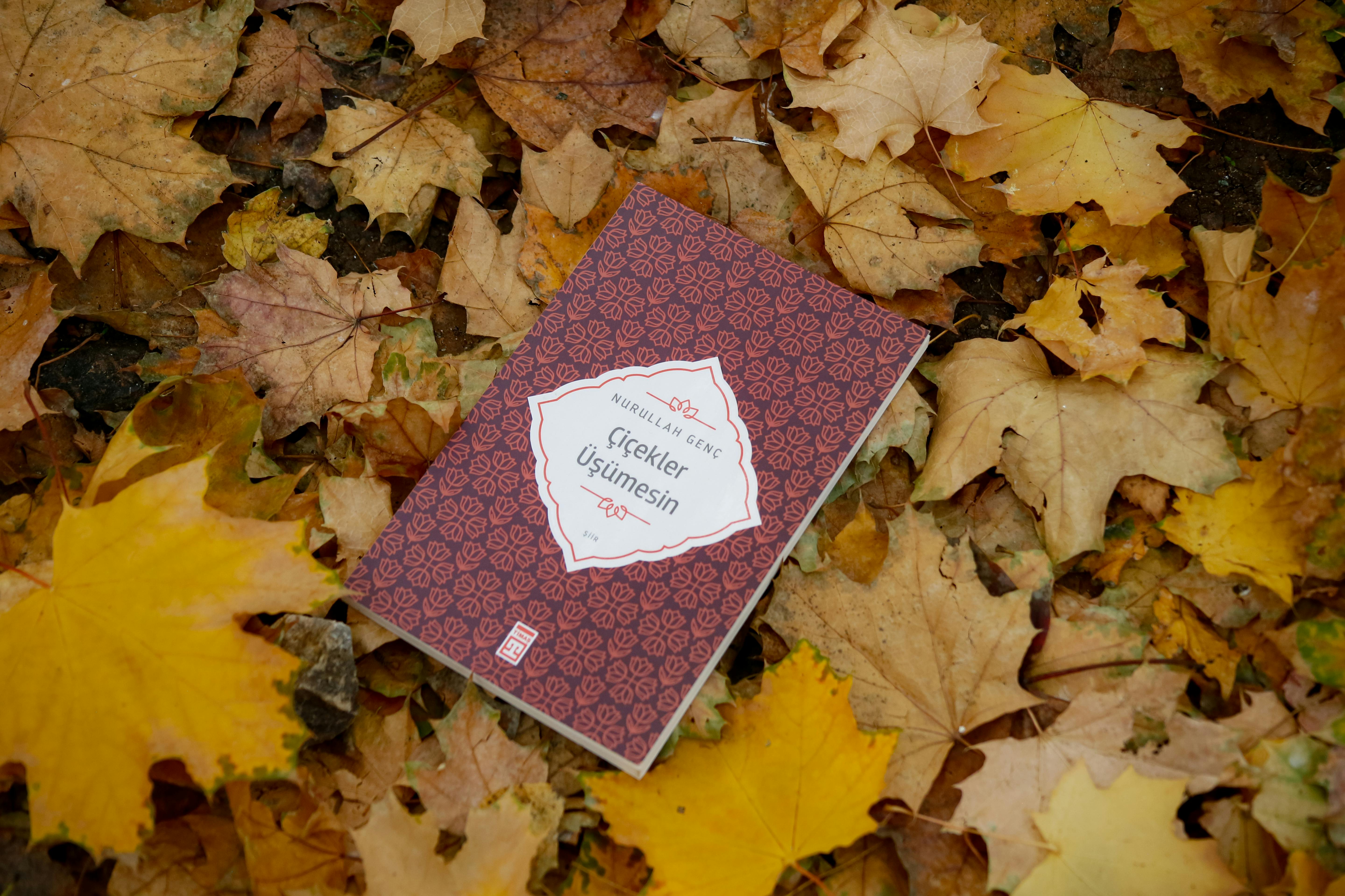 A book lies on colorful autumn leaves, showcasing tranquility and fall beauty.