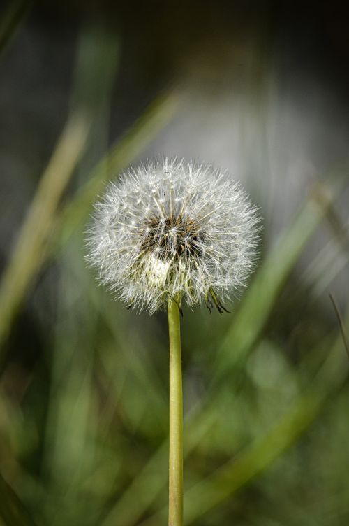 Free A detailed macro photo of a dandelion in Toluca de Lerdo, capturing its intricate seed head. Stock Photo
