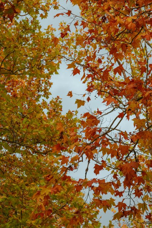 Free Colorful autumn foliage on trees in Ohrid, showcasing vibrant orange and yellow hues. Stock Photo