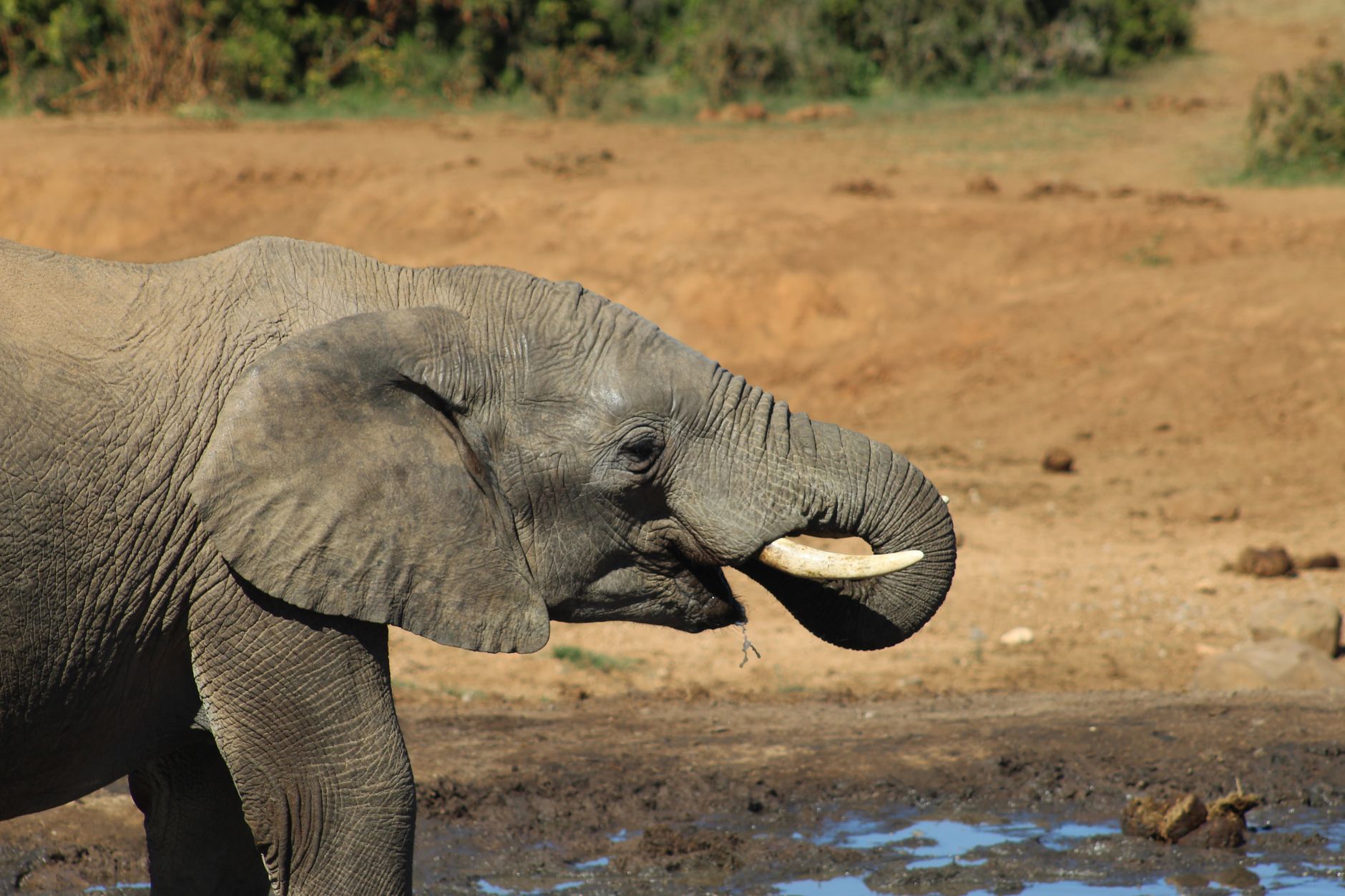 Close-up of an African elephant drinking water at Addo Elephant Park, South Africa.