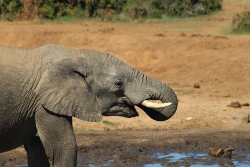 Free Close-up of an African elephant drinking water at Addo Elephant Park, South Africa. Stock Photo