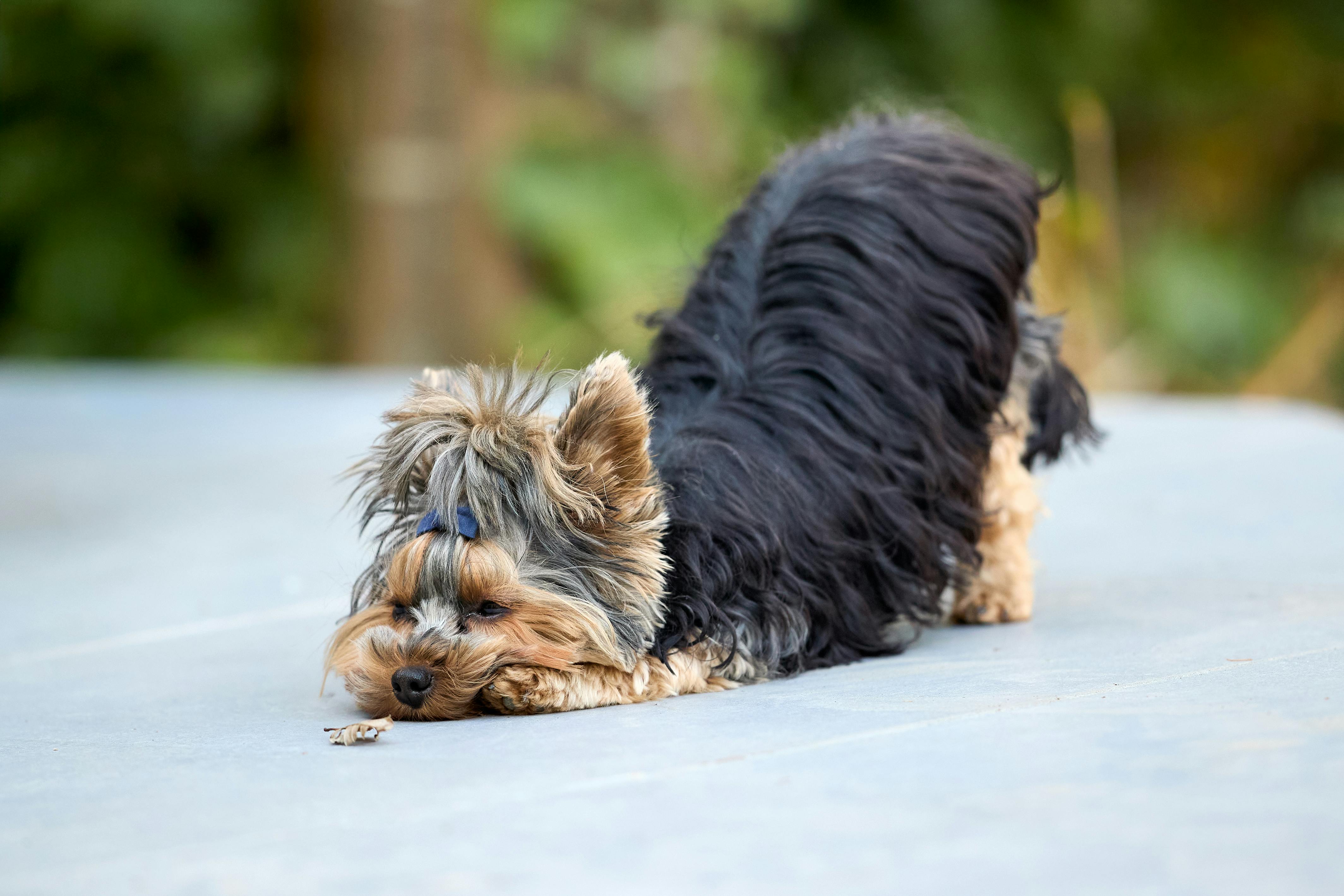 Adorable Yorkshire Terrier dog with fluffy coat relaxing outdoors on a sunny day.