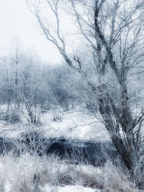 Free Peaceful frozen forest with hoarfrost and snow-covered trees by a stream. Stock Photo
