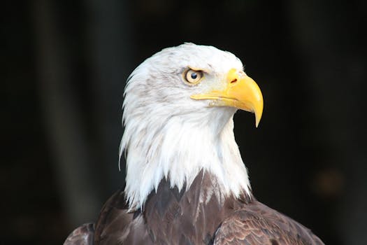 Close-up portrait of a bald eagle showcasing its striking features and regal gaze.