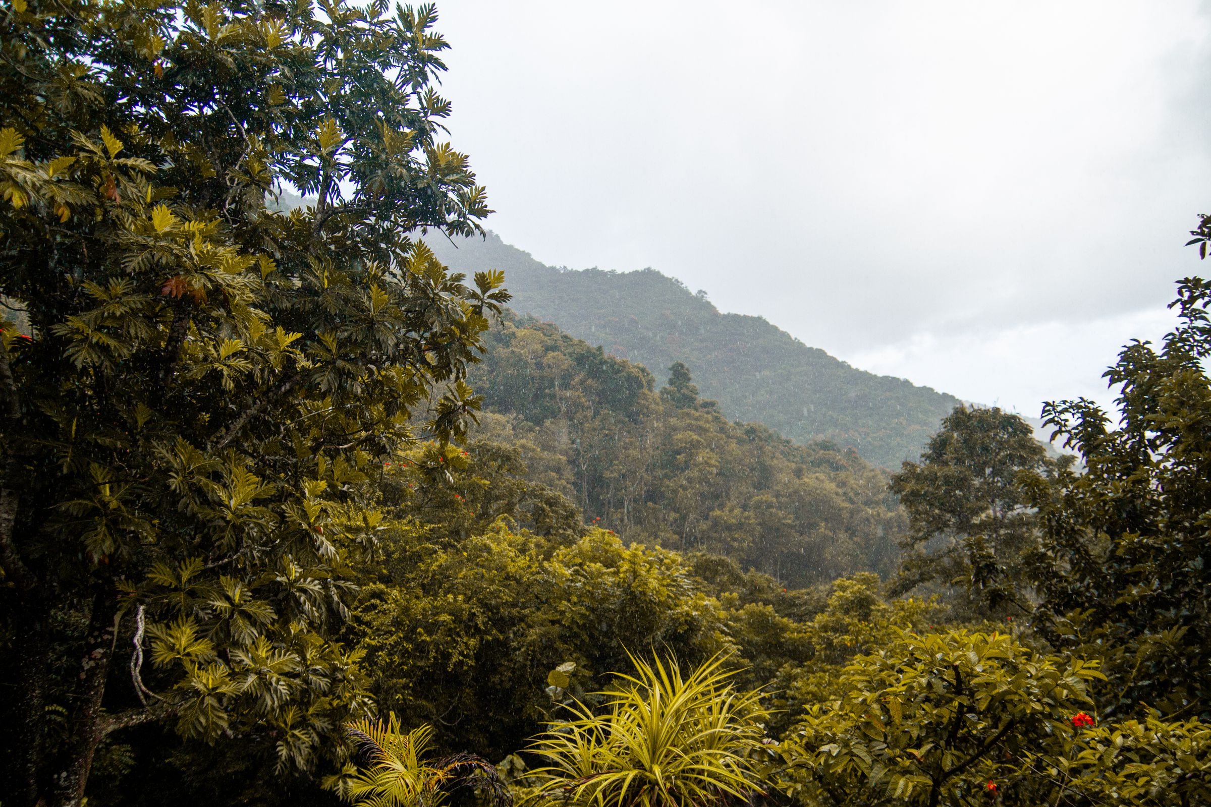 Mist-covered mountain above dense tropical forest. Photo by Caleb Oquendo on Pexels