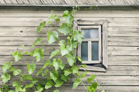 Rustic wooden house facade with lush green grapevines climbing near a small window.