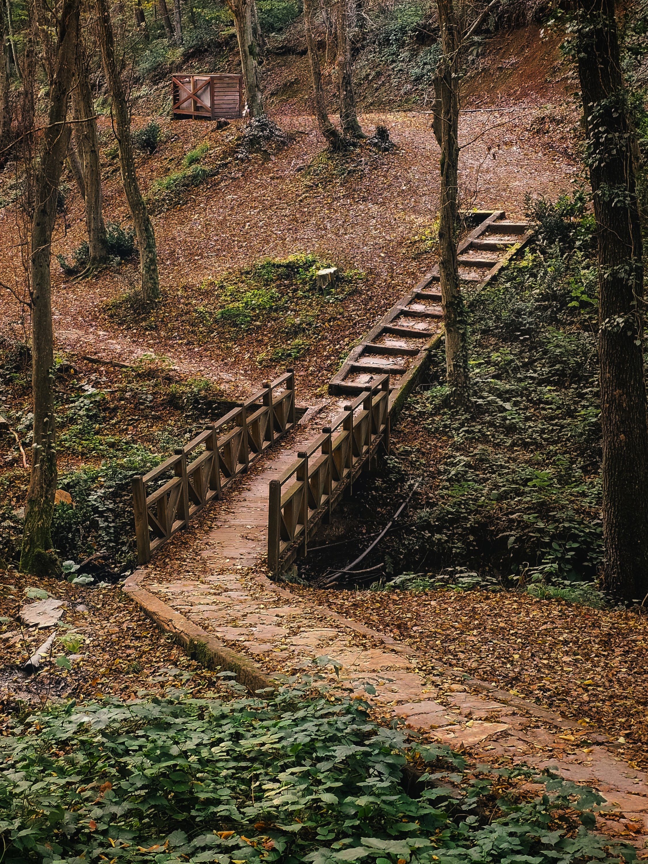 Rustic Wooden Footbridge in Autumn Forest · Free Stock Photo