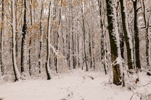 Free Serene winter scene of a snow-laden forest path in Garešnica, Croatia. Stock Photo