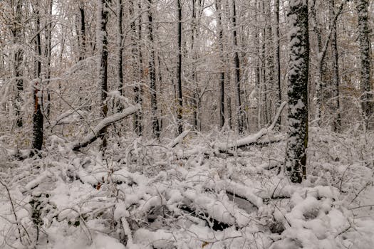 Tranquil winter forest scene with snow-laden trees in Garešnica, Croatia.