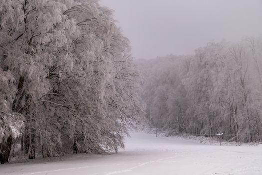 Peaceful winter scene with snow-covered trees in Daruvar.