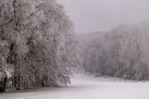 Free Peaceful winter scene with snow-covered trees in Daruvar. Stock Photo