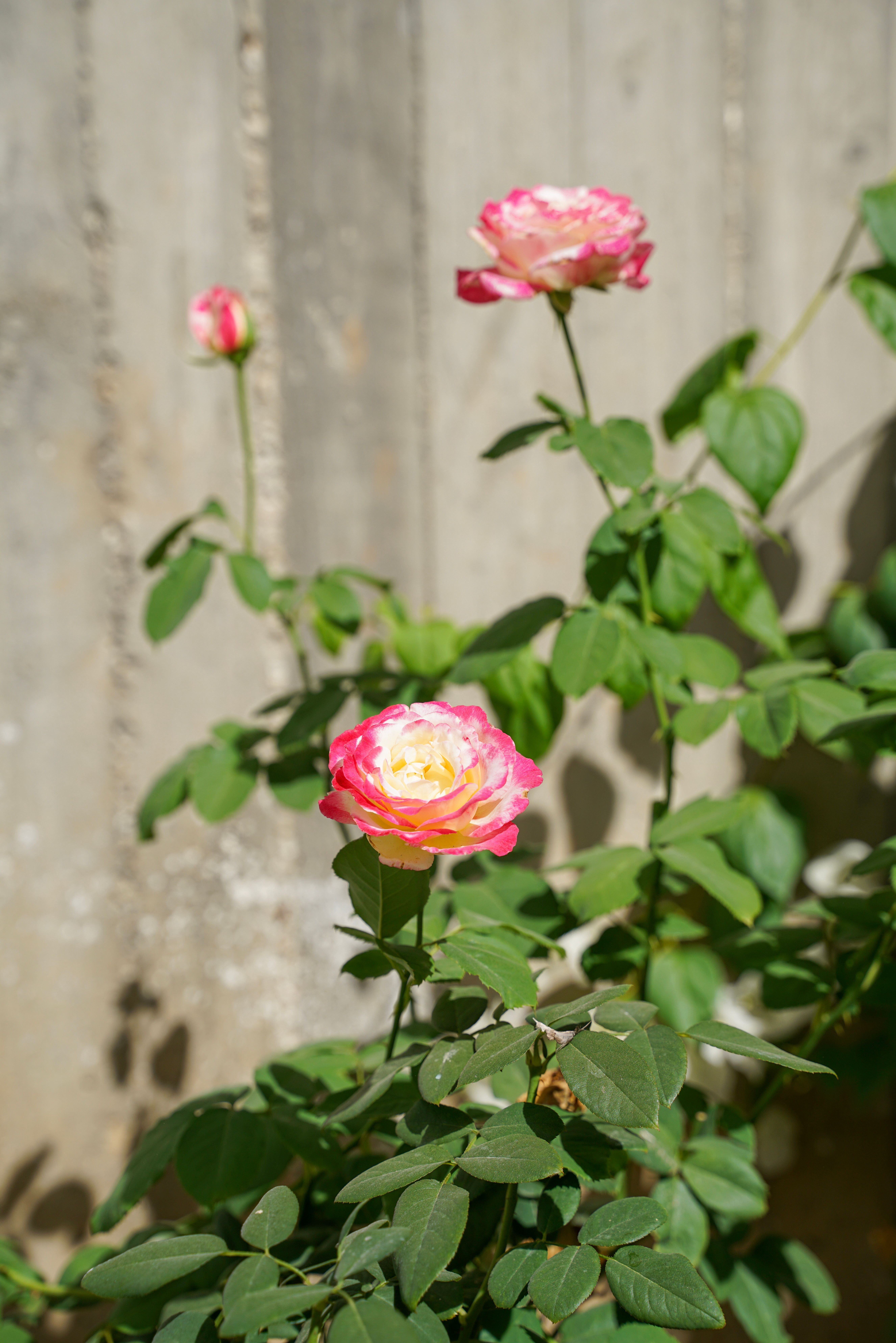 Vibrant Pink Rose Blooming Outdoors · Free Stock Photo