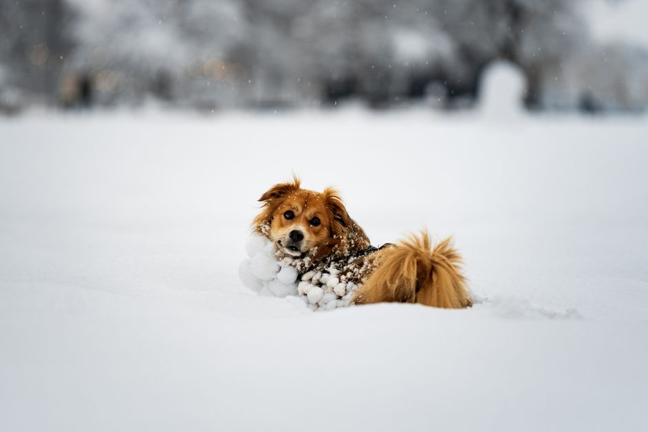 Brandine dog - brandine cani
