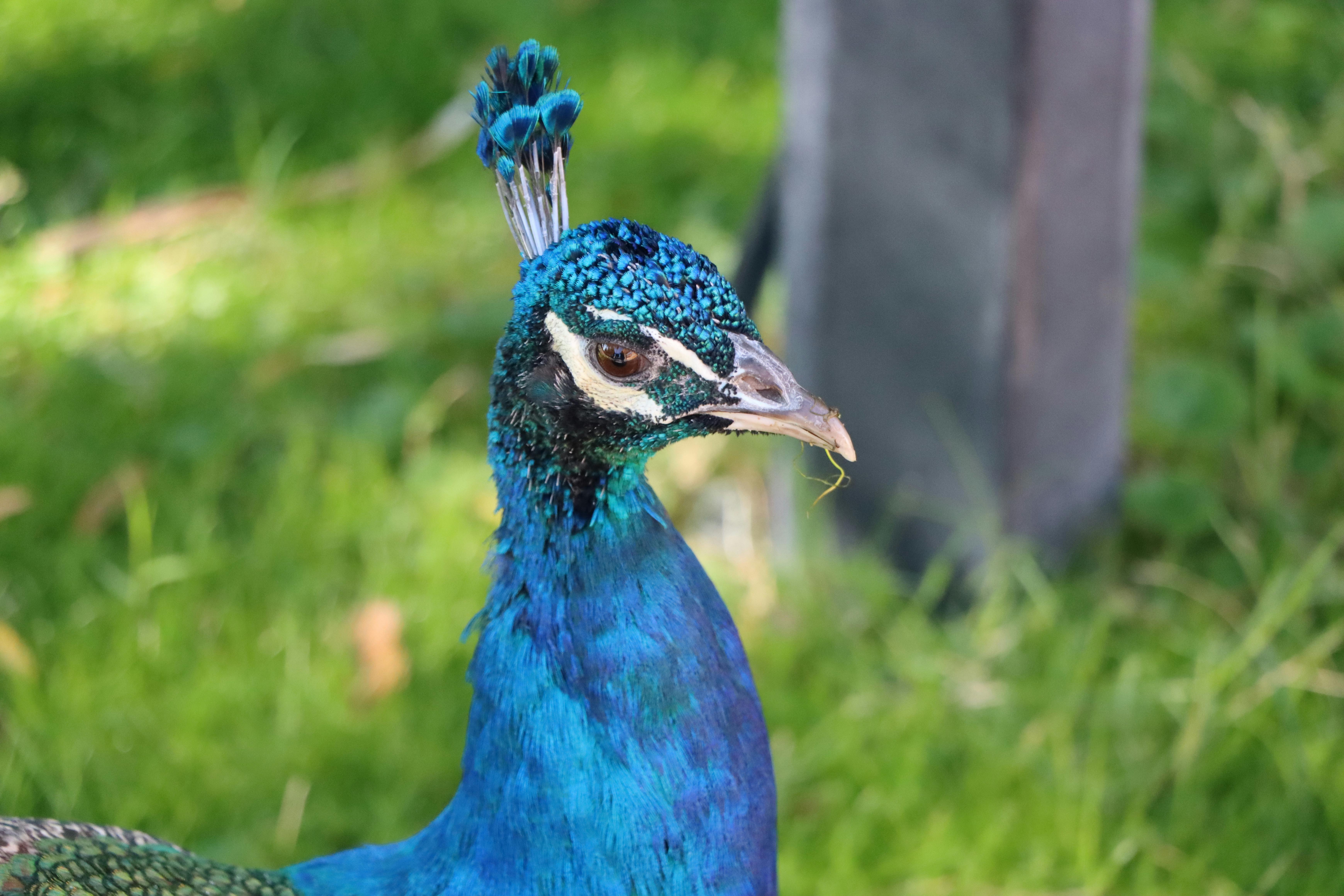 A person using a remote to swap a streaming service logo for the Peacock logo on a TV screen, symbolizing cost savings.