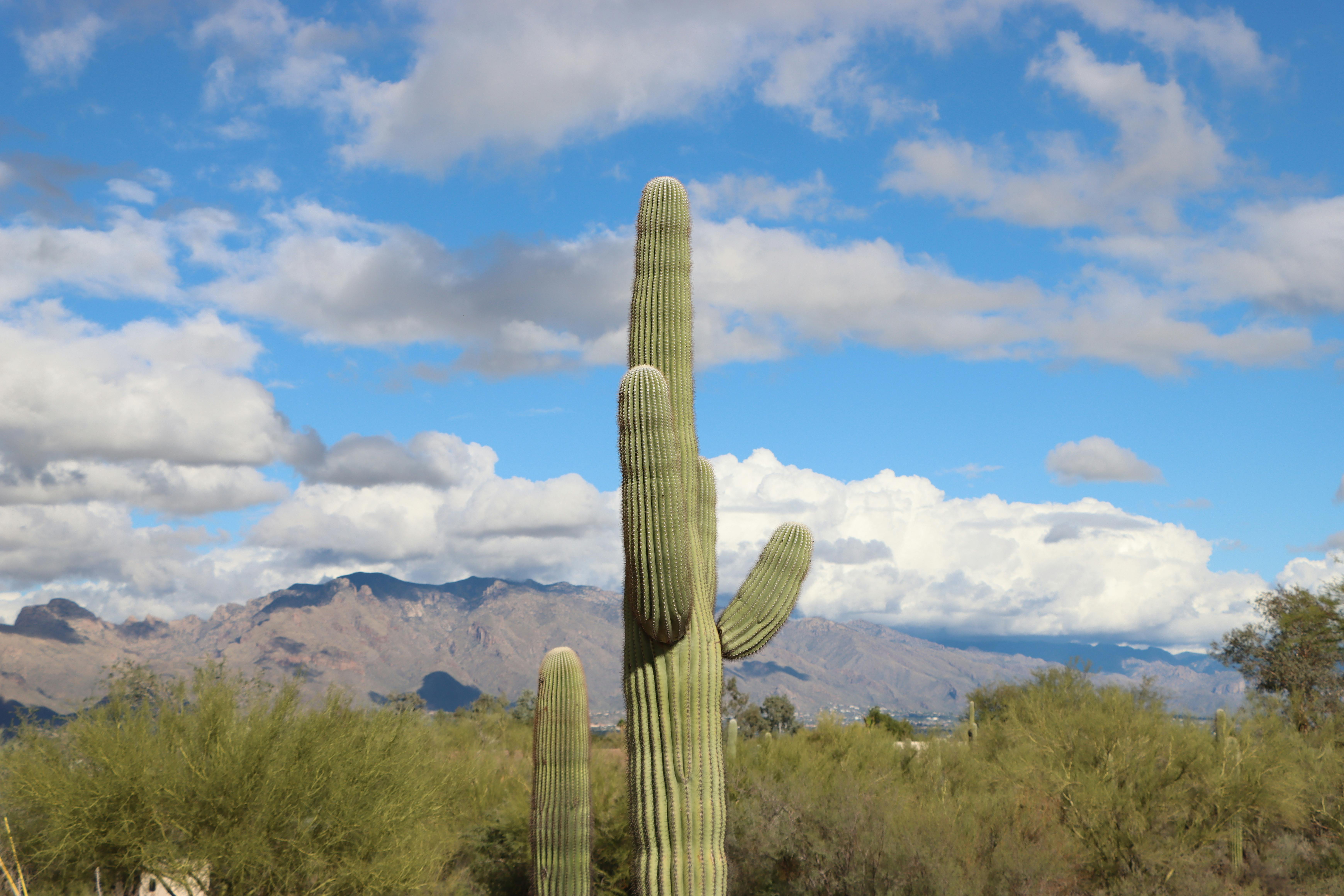 Ranking Arizona: Top 10 personal injury law firms for 2026 — Photo by Lindsey Willard on Pexels