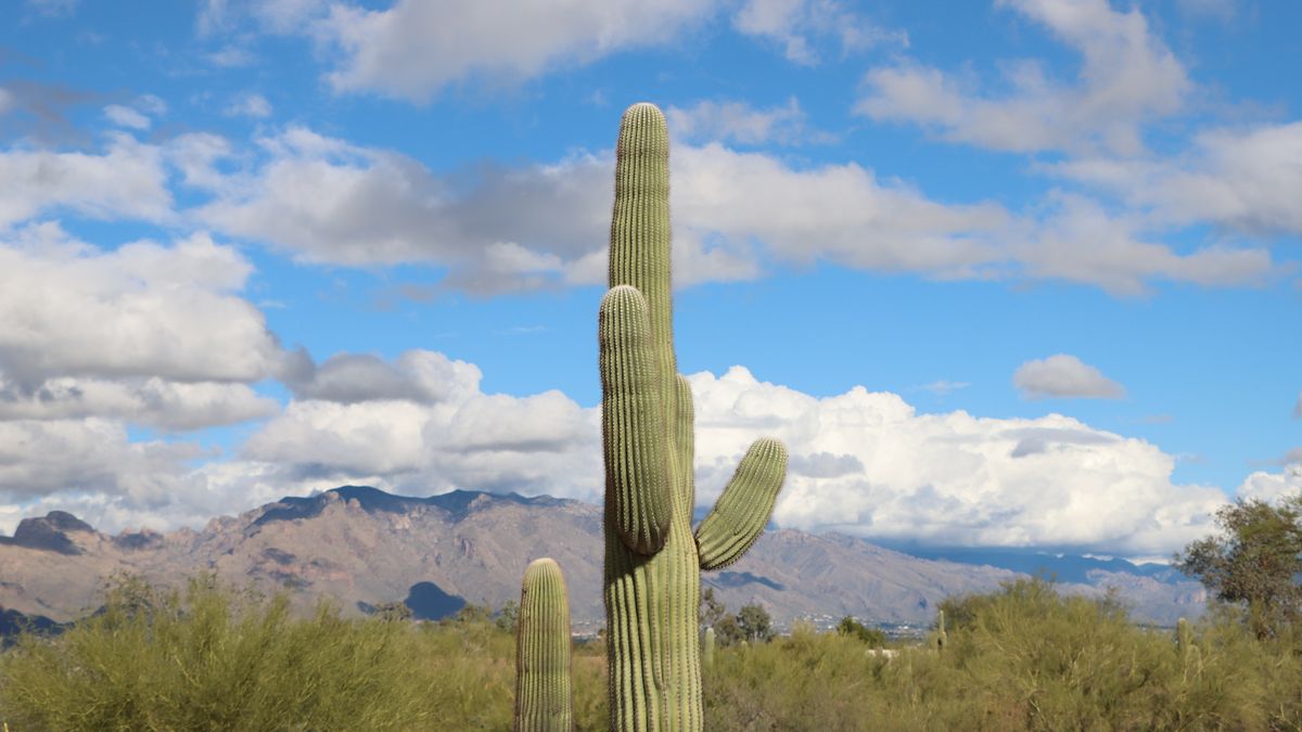 Freebies in Tucson, AZ: Updated 2026 List for Local Winners