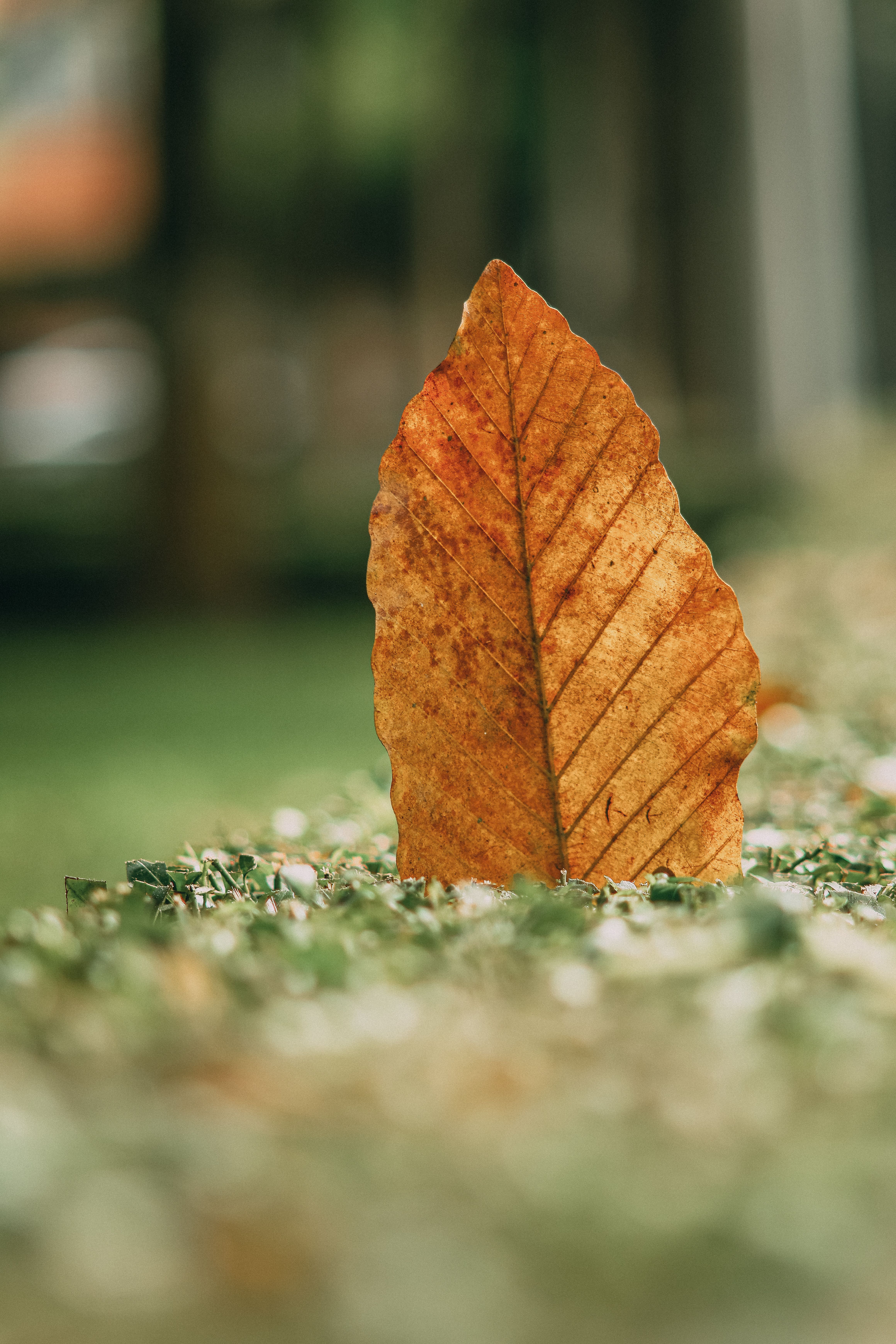 Close-up of a Fallen Autumn Leaf on Grass · Free Stock Photo