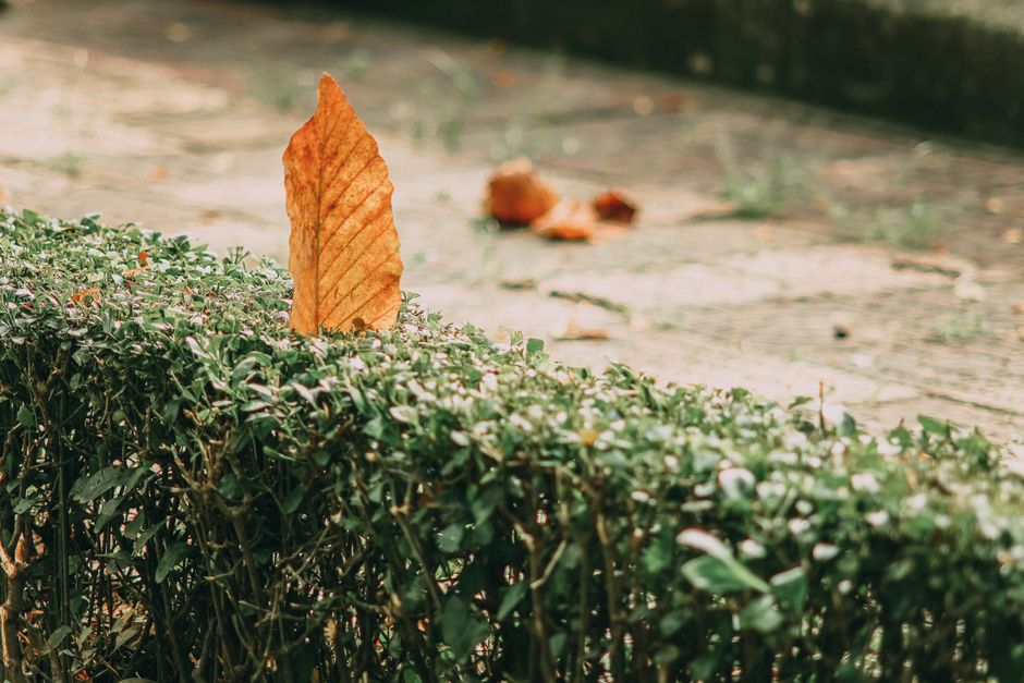 Autumn leaf resting on a green hedge — seasonal hedge trimming timing in Surrey BC