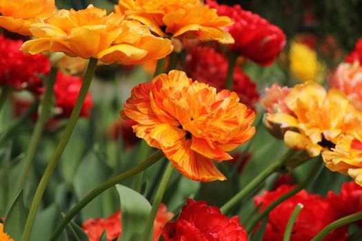 Bright orange and red tulips in full bloom capture the essence of spring in a Toronto garden.