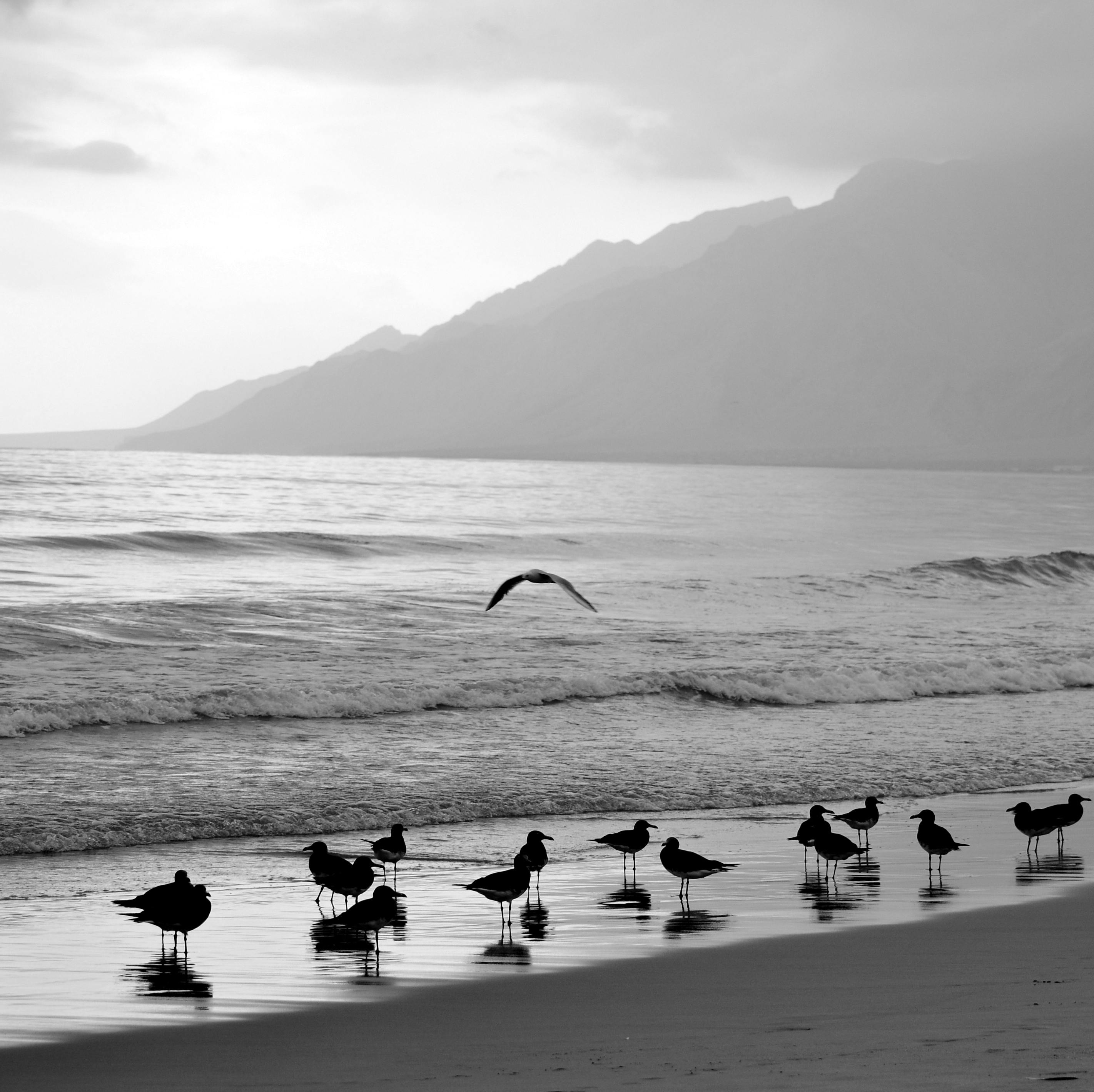 Black and white photo of seabirds on a beach with mountains in the background, capturing a serene atmosphere.