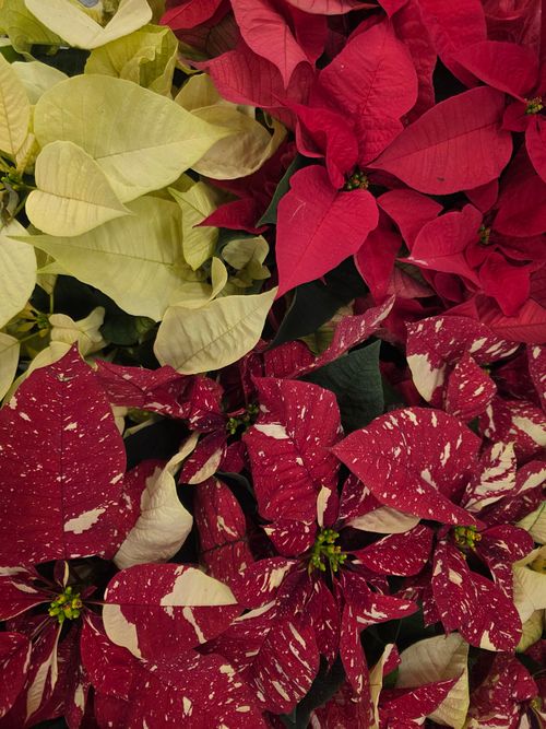 Free Colorful poinsettia plants in festive red, white, and speckled varieties, perfect for holidays. Stock Photo