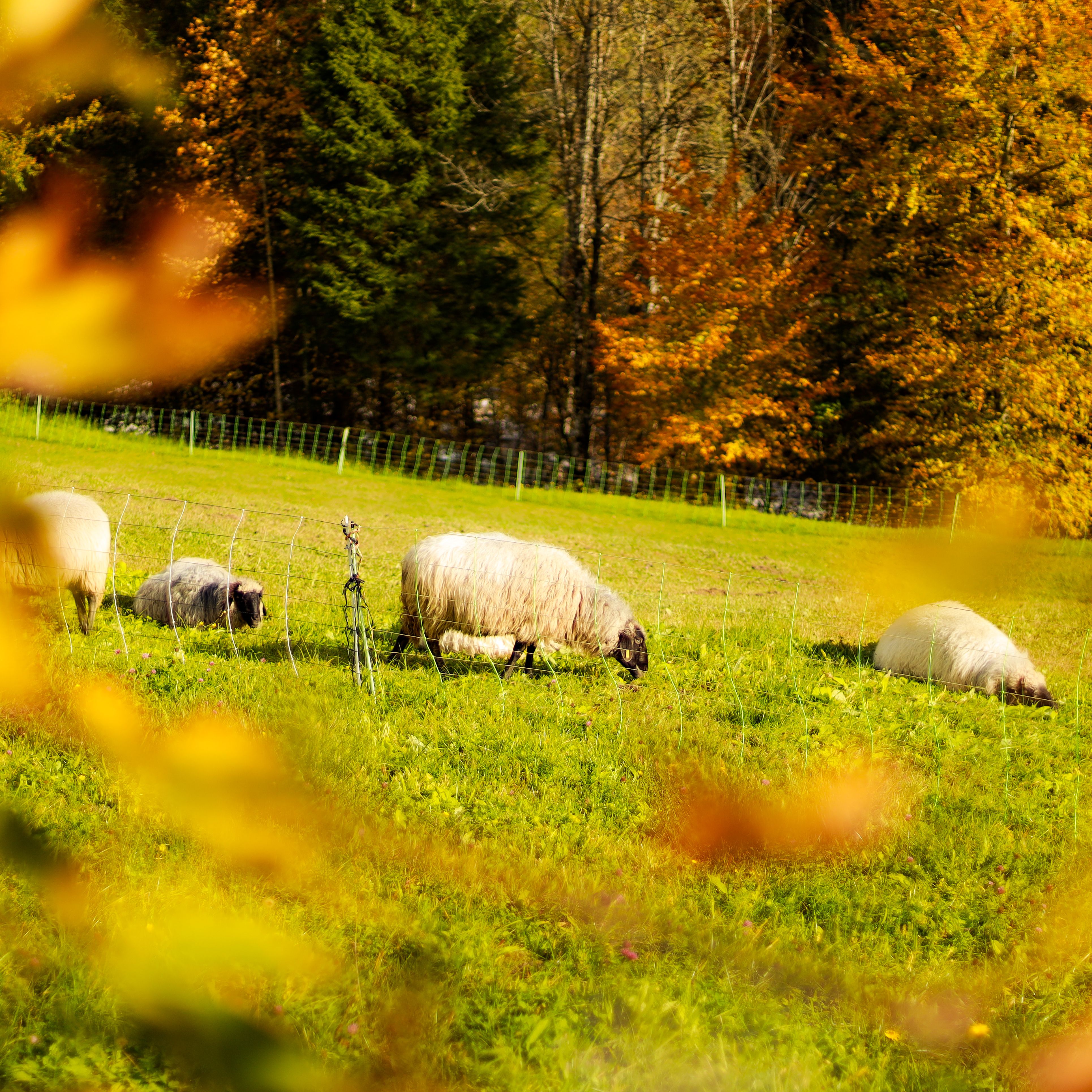 Sheep Grazing in Vibrant Autumn Field · Free Stock Photo