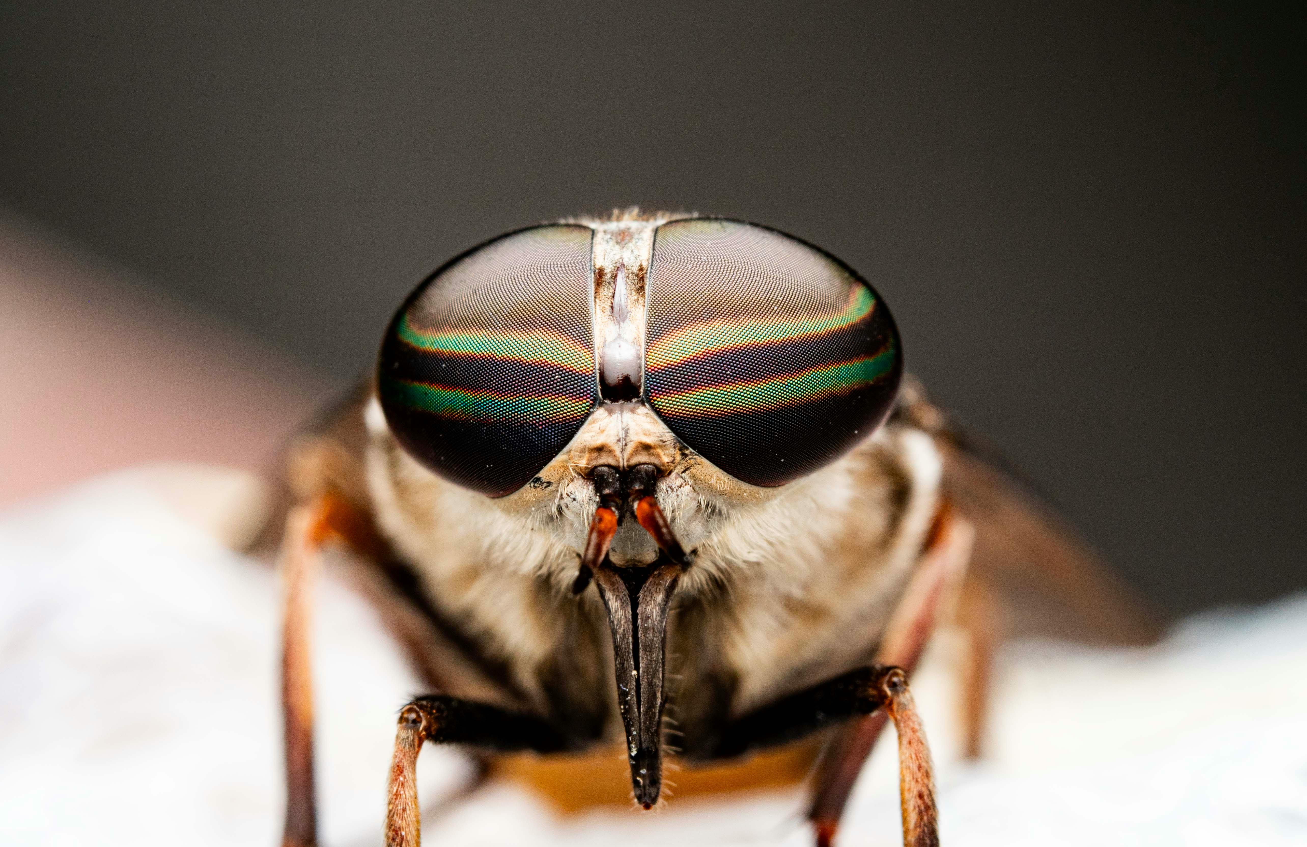 Close-up image of a horsefly showing vivid compound eye details, highlighting its unique structure.