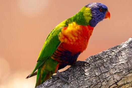 bird photo