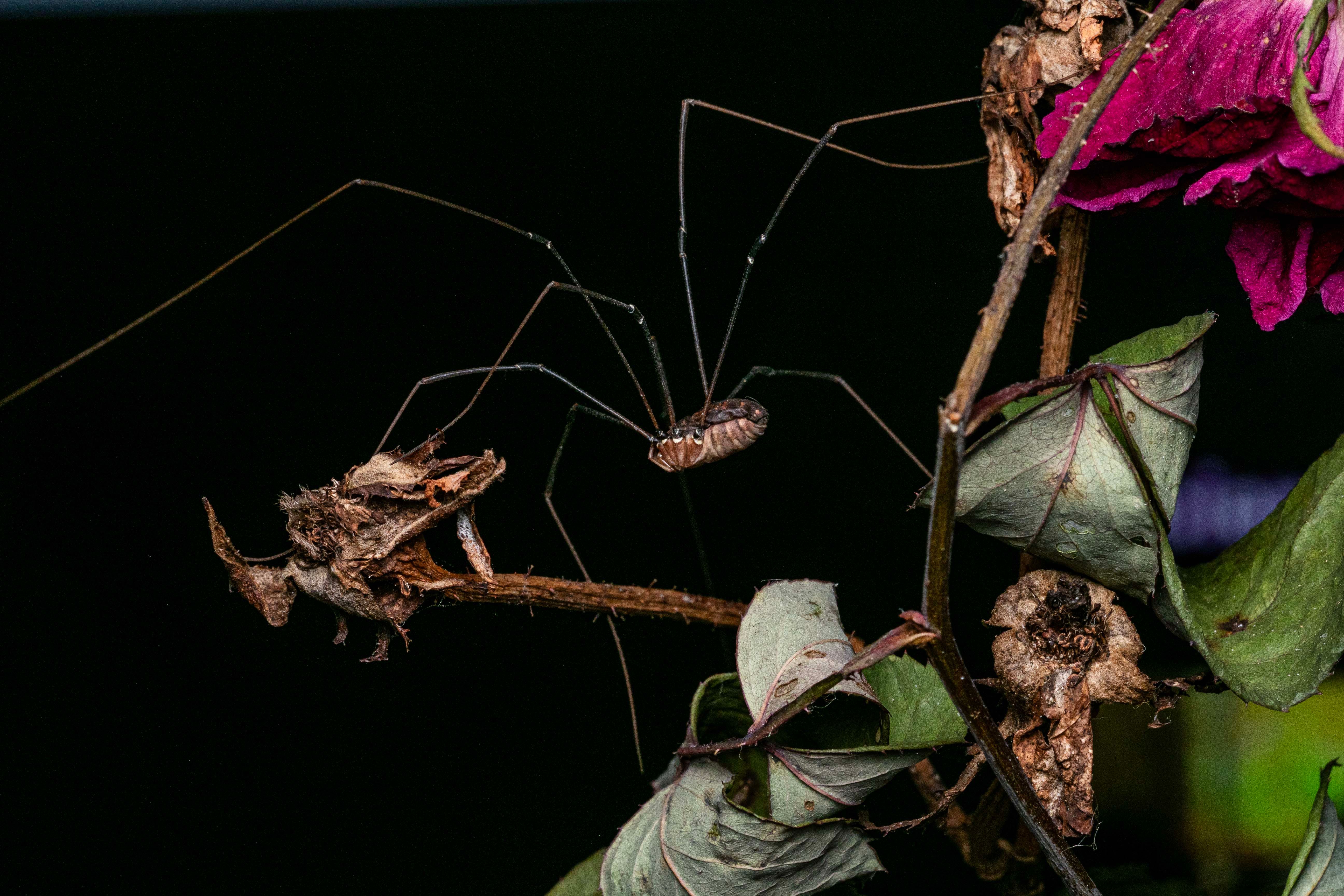 Detailed shot of a harvestman on dried plants against a black background.