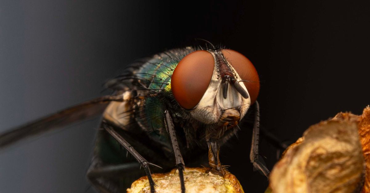 Close up Macro Of Common Housefly On Surface Free Stock Photo close-up-macro-of-common-housefly-on-surface-free-stock-photo