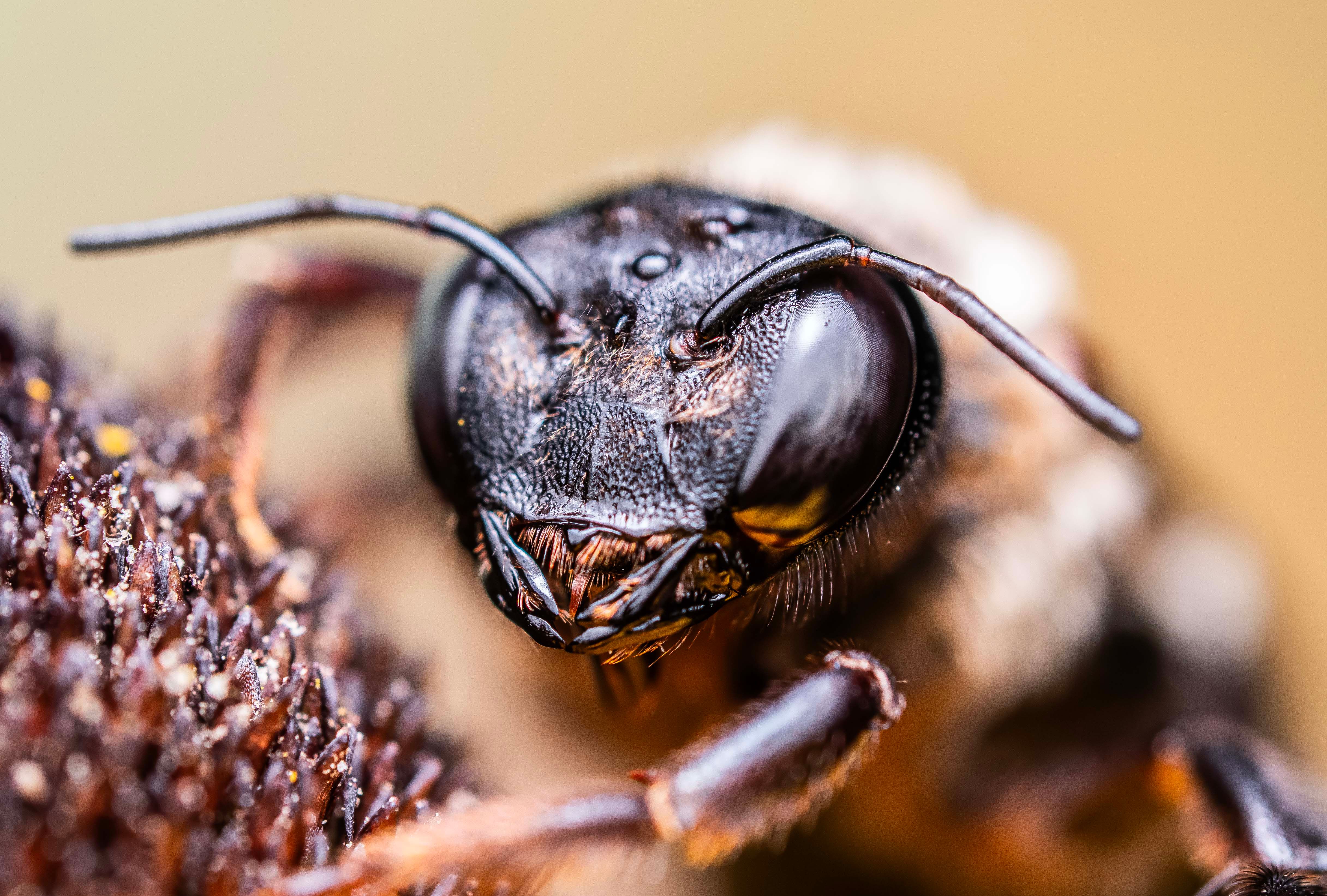 Detailed macro photograph of a bee on a flower, highlighting intricate textures.
