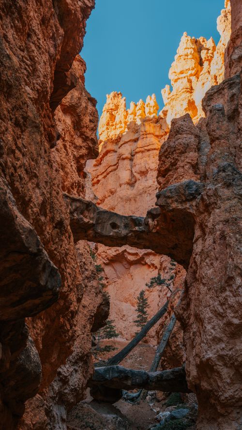 Gratis Forevig de betagende røde klippeformationer i Bryce Canyon i eftermiddagssolens varme glød. Lagerfoto