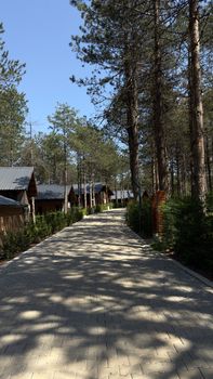 A serene view of a forest pathway lined with rustic wooden cabins, ideal for nature retreats.